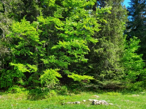 Anykščiai restoranas – kur skaniai pavalgyti ir maloniai praleisti laiką
